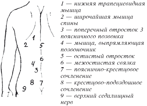 Строение спины человека