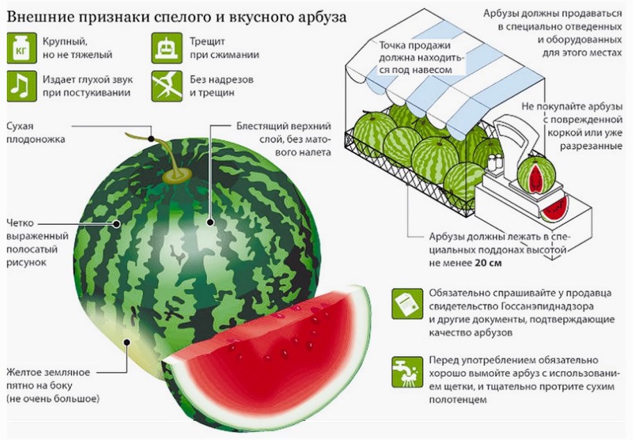 Польза и вред арбуза Выбираем арбуз на рынке