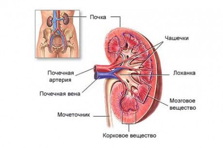 Строение почки Строение почек у человека