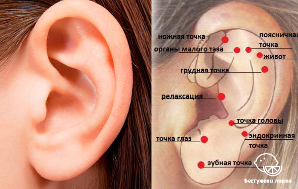 Ушная раковина и младенец в утробе матери Ушная раковина
