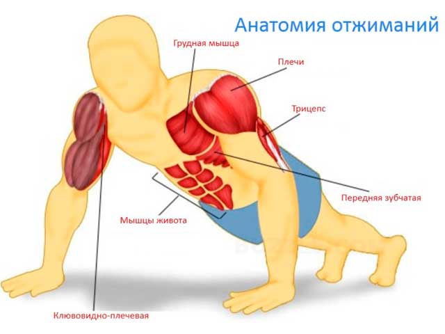 Что будет, если отжиматься 100 раз каждый день Анатомия отжиманий. Что будет, если отжиматься 100 раз каждый день