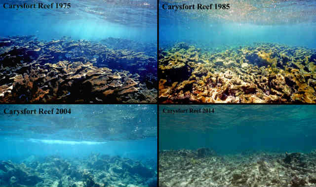 Carysfort Reef Carysfort Reef, Флорида-Кис: гибель караллов