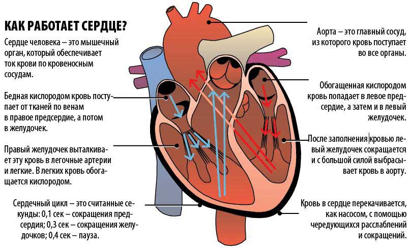 Схема сердца Работа сердца