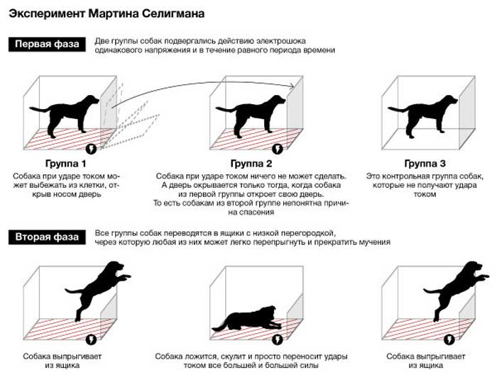 Теория выученной беспомощности Эксперимент Мартина Селигмана- выученная беспомощность