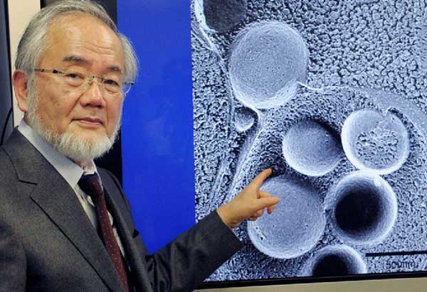 Методика голодания Есинори Осуми Есинори Осуми- аутофагия (голодание)