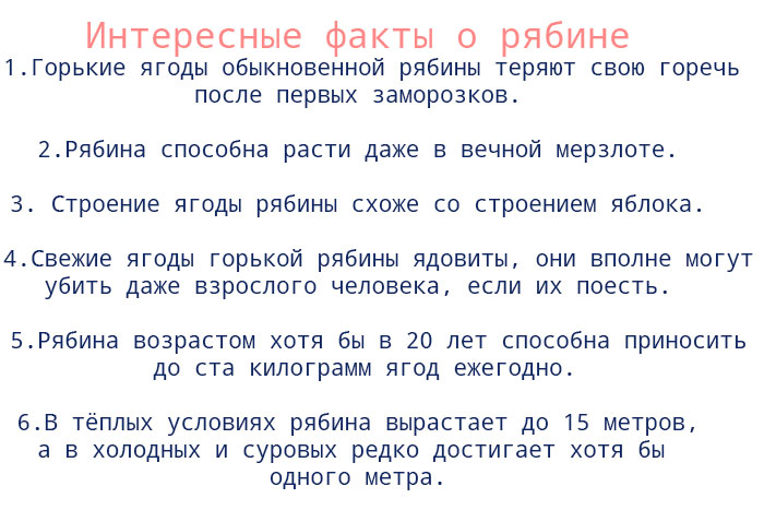 Интересные факты о рябине Интересные факты о рябине