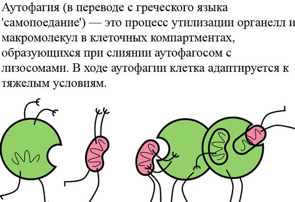 Аутофагия - правильное очищение организма Как правильно запустить процесс аутофагии decoding=