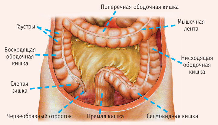 Анатомия кишечника