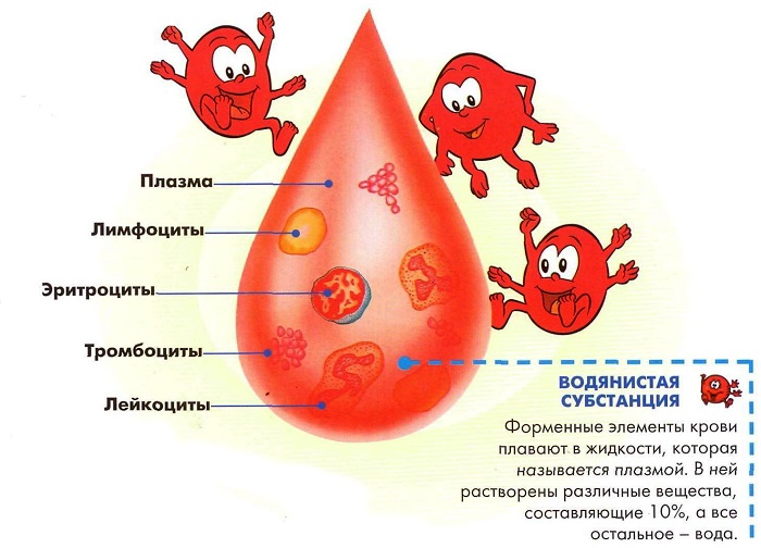 Состав крови Состав крови у человека