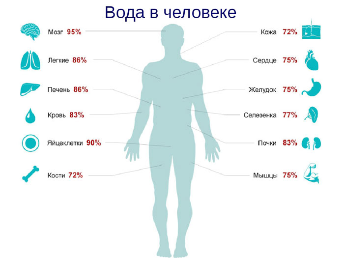 Уникальные физические свойства воды На сколько процентов состоит человек из воды