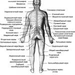 строение нервной системы