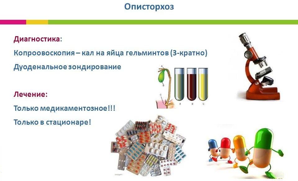 Что такое описторхоз Понятие описторхоза