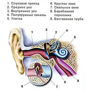 Строение ухшей