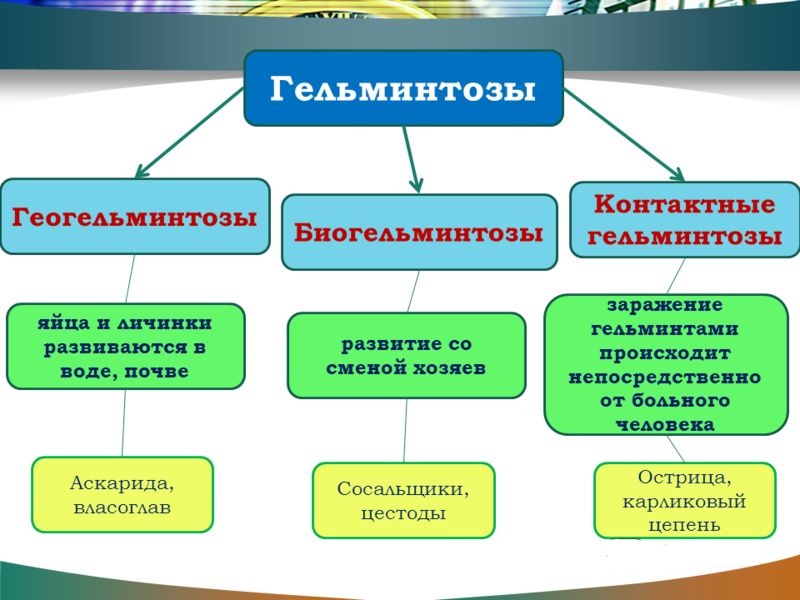 Виды гельминтозов Классификация гельминтозов