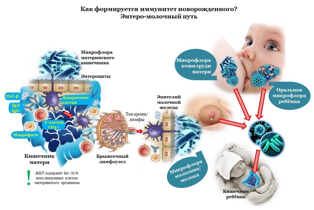 Формирование иммунитета грудничка