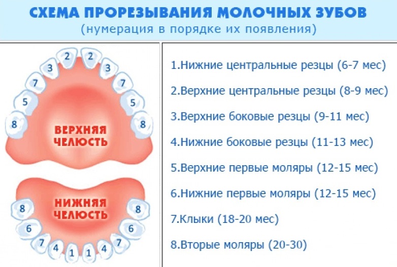 Порядок прорезывания зубов у детей Схема прорезывания молочных зубов