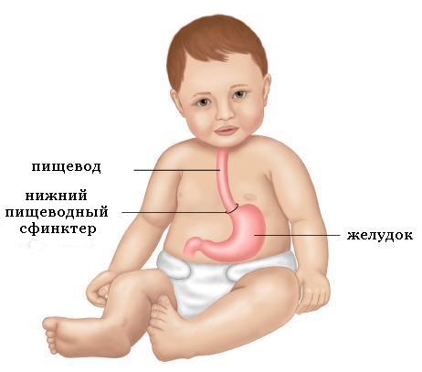 На 4 месяце жизни срыгивания должны уменьшиться или вовсе прекратиться Ребенок и его пищеварительная система