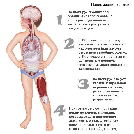 Особенности вируса