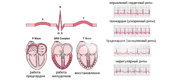 Ритмы сердца