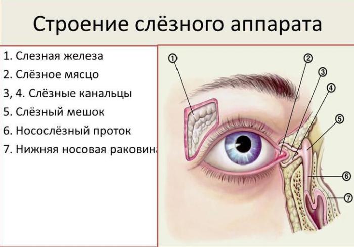 Слезные каналы Строение слезного аппарата