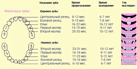 Сроки прорезывания зубов