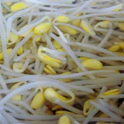 Соя Пророщенные семена сои
