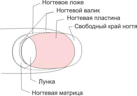 строение ногтя