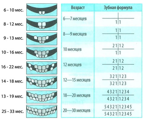 Схема прорезывания зубов