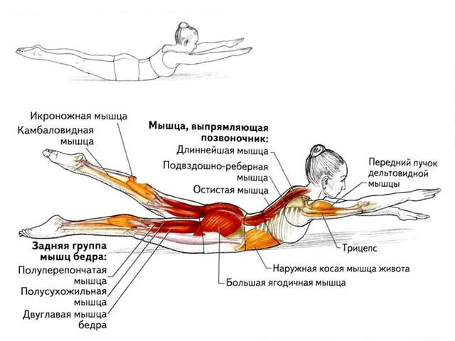 Упражнение лодочка для спины: какие мышцы работают Упражнение лодочка: какие мышцы работают