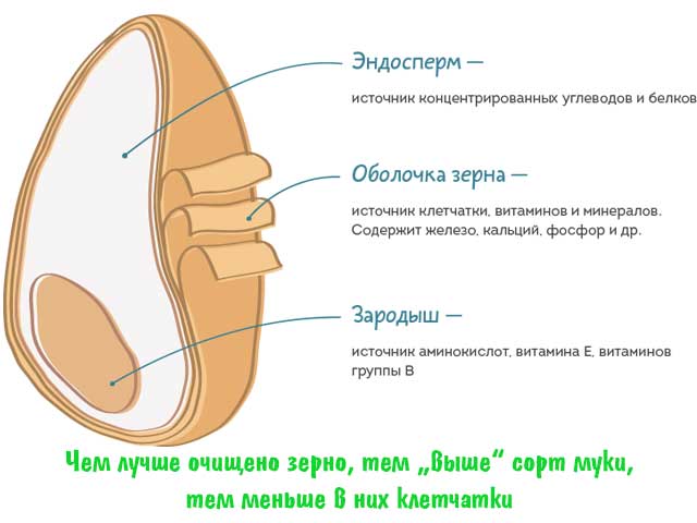 Строение зерна Из чего состоит зерно