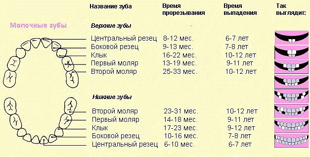 схема роста зубов