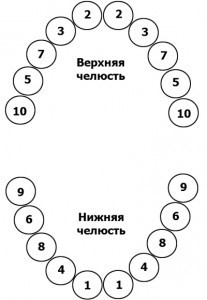 какие зубы когда режутся