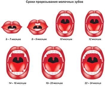 сроки прорезывания